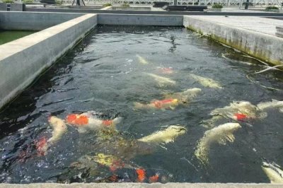 观赏鱼不喂的情况下能活几天,一般可以活一个月左右