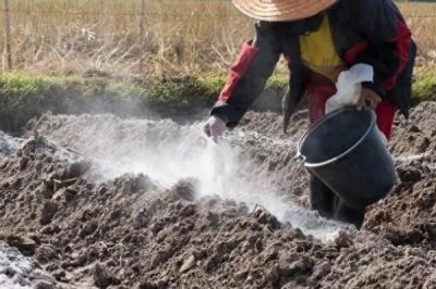 草木灰如何做肥料和农药使用,做肥料使用可穴施或撒在苗床上