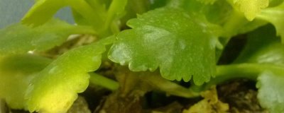 长寿花叶子发黄发软如何解决，温度过低时要转移到温暖处养护