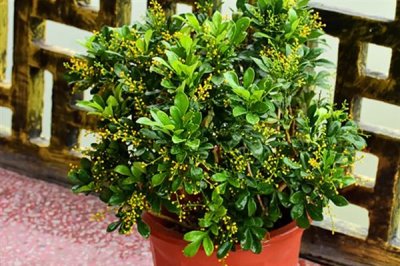 哪些植物可以使用硫酸亚铁肥料，包含山茶花、龟背竹、文竹等品种