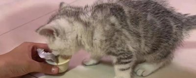 怎样给猫咪补充营养,可喂一些羊奶、奶酪、鸡蛋黄等