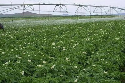 土豆何时需要控旺,最好是在植株地上部分刚封垄的时候