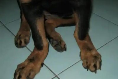 犬佝偻病的发病原因，可能是缺乏营养所致