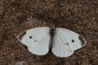 菜粉蝶什么时候危害最严重,最严重的时期是幼虫期