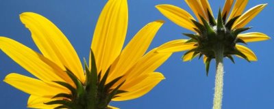 菊芋田间管理技术，幼苗出土后做好补苗工作