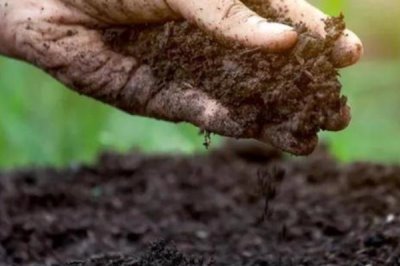 白雪姬的种植方法,喜欢偏暖的生长环境