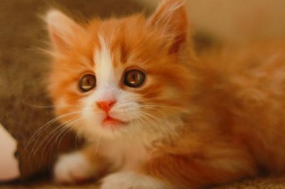 猫咪为什么喜欢抓蟑螂,昆虫对猫咪有着天然的诱惑力