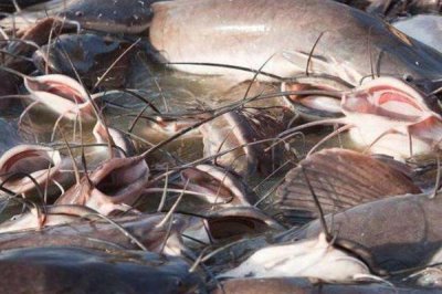 鲶鱼喜欢吃的食物是什么，喜欢吃小型鱼类、虾类、软体动物、水生昆虫等食物