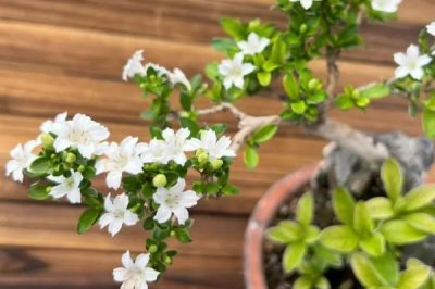 常绿灌木有哪些,这5种最为常见