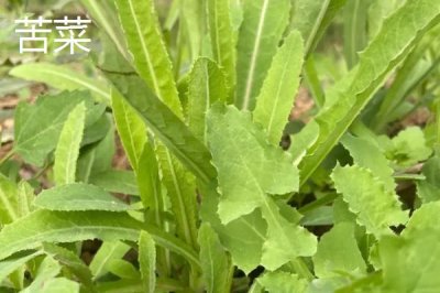 蒲公英与苦菜有什么区别,蒲公英的叶片呈倒卵状披针形