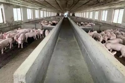 猪圈的冲洗方法,洗衣粉浸泡后再冲洗