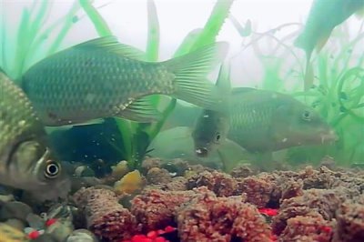 鲫鱼的食物,蚯蚓、螺肉、馒头、蛋黄等食物均可饲喂