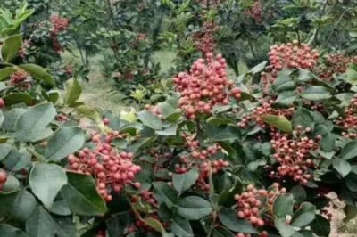 果粒大的花椒品种有哪些,常见的有红狮子花椒、凤椒、金阳青花椒等