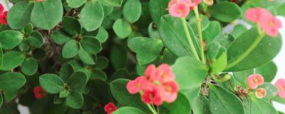 虎刺梅的修剪方法,整形修剪多在6-7月份