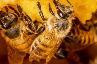 西方蜜蜂简介,是数量最庞大的蜜蜂之一