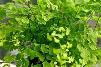 铁线蕨常见的病虫害及防治方法,主要病虫害为介壳虫和叶枯病