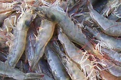 竹节虾和明虾有什么区别,前者呈蓝褐色、后者呈青蓝色或棕黄色