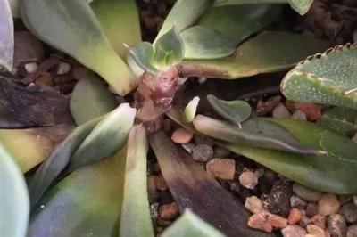 多菌灵可以治黑腐病吗，多菌灵可以治黑腐病