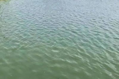 泥鳅养殖方法，培育池最好是土池