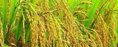 徽粳855水稻品种的特性，晚粳常规水稻品种