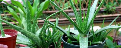 可以直接敷脸的芦荟是哪种,库拉索芦荟可以直接敷脸