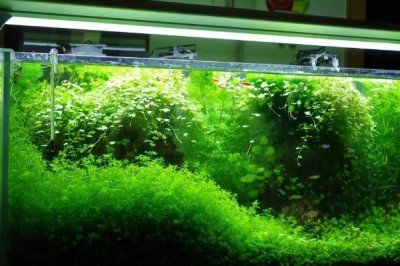白化黑龙剑尾异型鱼好不好养,新手和老手均可饲养