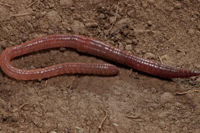 怎么在室内养殖红虫，每隔7-10天换一次水