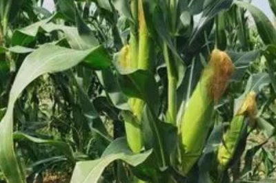 高产的玉米种子品种有哪些,常见的有中科玉505、登海605等