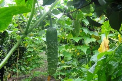 秋黄瓜的种植时间,8月初苗期可避开暑期高温