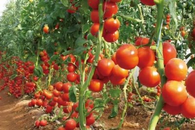 选择番茄品种的原则,抗病丰产的品种更合适