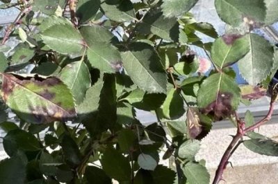 玫瑰花怎么种植，盆土要求疏松透气、排水良好