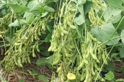 合农123大豆种子特征特性,该品种亚有限结荚习性