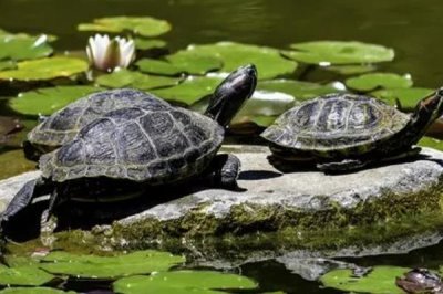 阿莫西林对乌龟的作用,可治疗肺炎等常见疾病