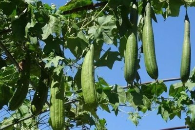 丝瓜怎么种植才能高产，畦面上可搭建半圆形棚架、促使丝瓜立体生长