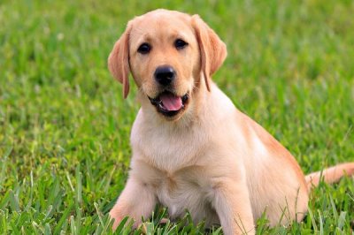 拉布拉多几个月能认主人,快的一个星期就能认主人了