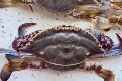 梭子蟹的分布范围,广泛分布于太平洋和印度洋海域