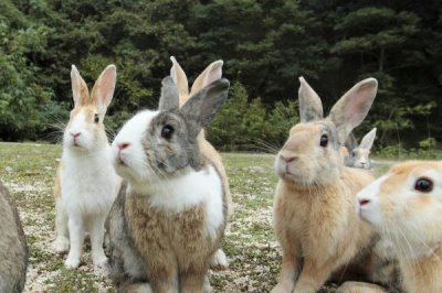 思麻兔的养殖前景,生产能力强且养殖利润高