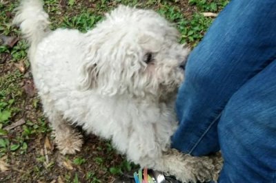 狗吃巧克力会出什么问题,轻则上吐下泻、重则危及生命