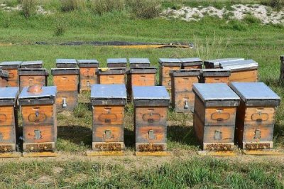 蜜蜂一般会在什么地方筑巢，会选择蜜源丰富、环境适宜的地方