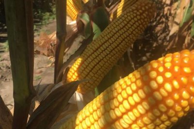 吉农糯25号玉米品种简介，4月下旬至5月上旬播种