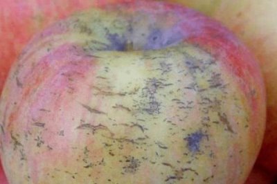 苹果为什么会出现裂纹，通常是因为患有苹果裂纹病