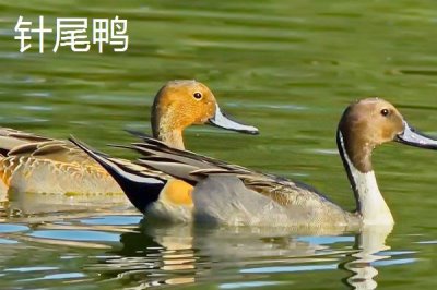 野鸭是几级保护动物,属于国家二级野生保护动物