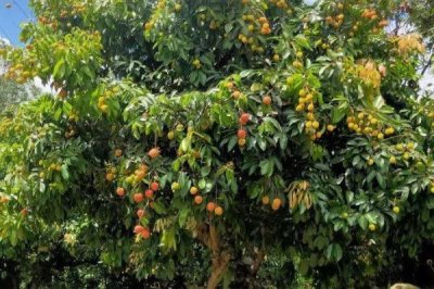 我国主要蜜源植物分布及花期,油菜分布最广