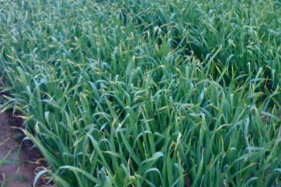 大蒜扎辫原因和预防方法，遇到低温容易因二次生长而扎辫