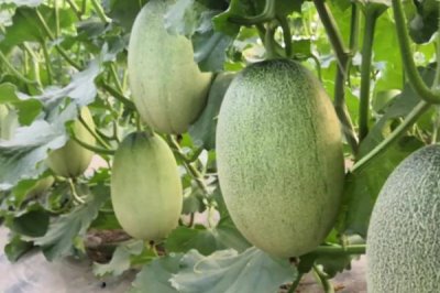 哈密瓜增产方法,整蔓摘心有助于促花保果、提高产量