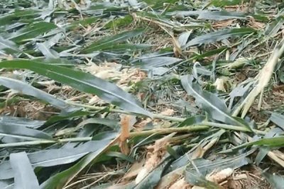 野猪破坏庄稼如何处理,上报当地政府可获得赔偿