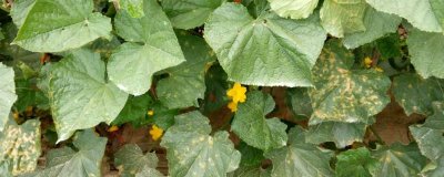 黄瓜霜霉病特效药，可分为单剂、复配剂