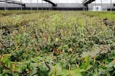 石斛的繁殖方法,这5种方式任选