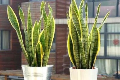 如何促使虎皮兰冒新芽，要为其提供良好的透气环境