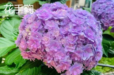 绣球花的品种,这几个品种值得入手